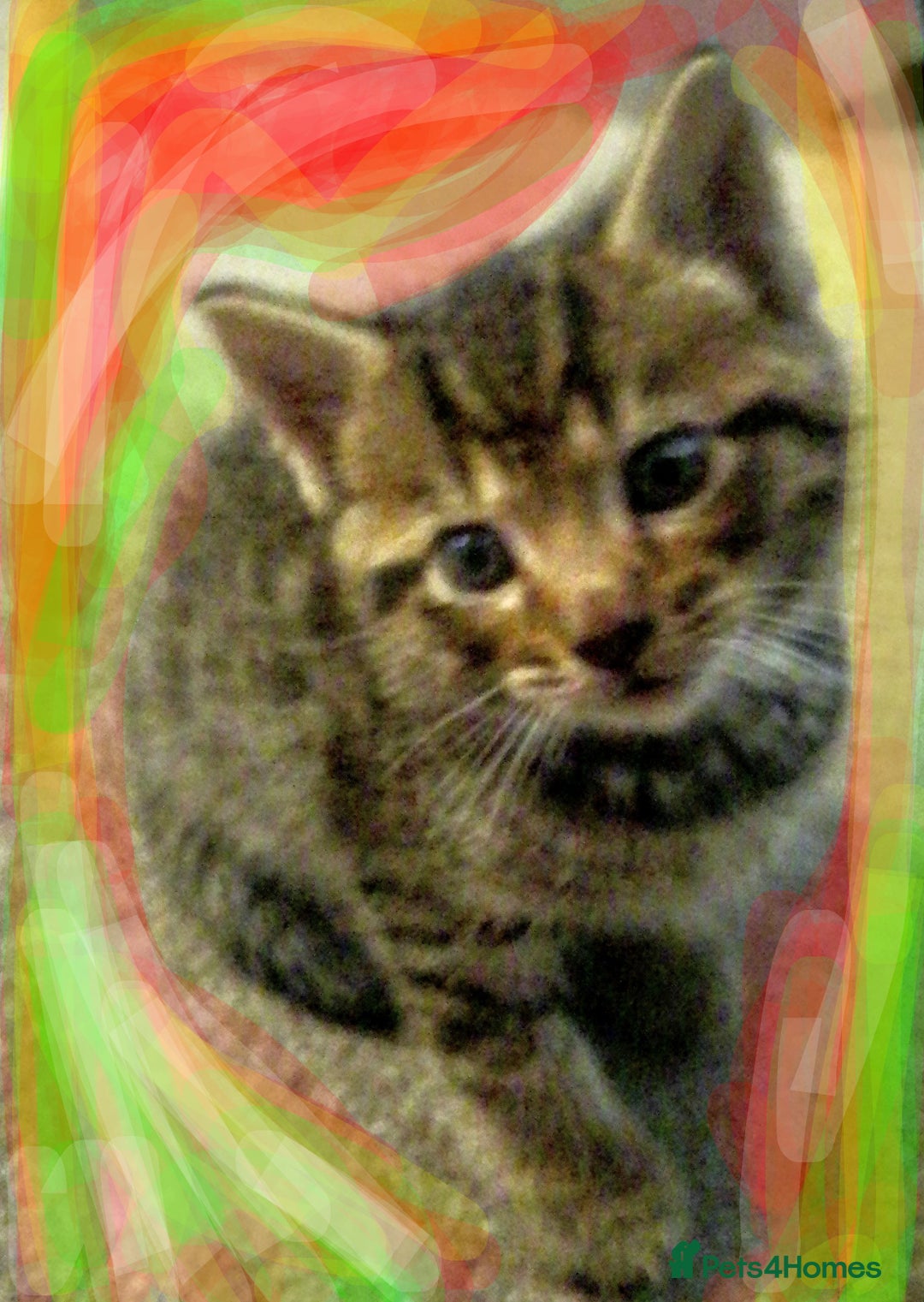 Bengal cats for sale: Mixed bengal litter  - Advert 9