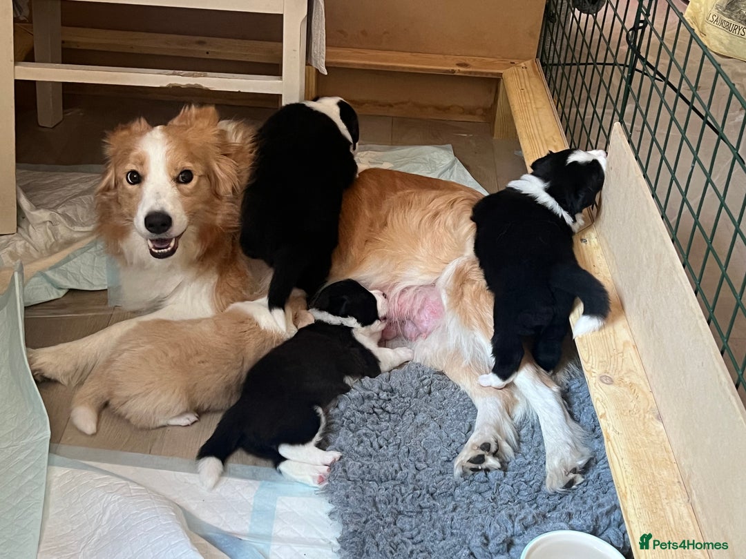 Border Collie dogs for sale: Border Collie Puppies (DNA clear tested parents) - Image 1