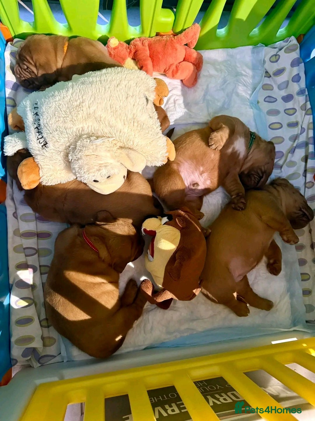 Dogue De Bordeaux dogs for sale: Perfect Dogue de Bordeaux puppies for sale. - Advert 5