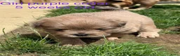 Mixed Breed dogs for sale: French chow puppies  - Advert 7