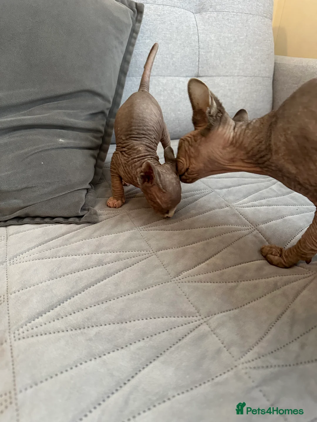 Sphynx cats for sale: Adorable female Sphynx  - Advert 5