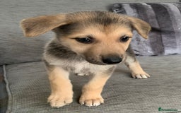 Shepsky dogs for sale: 2 beautiful Shepski puppies for sale  - Image 10