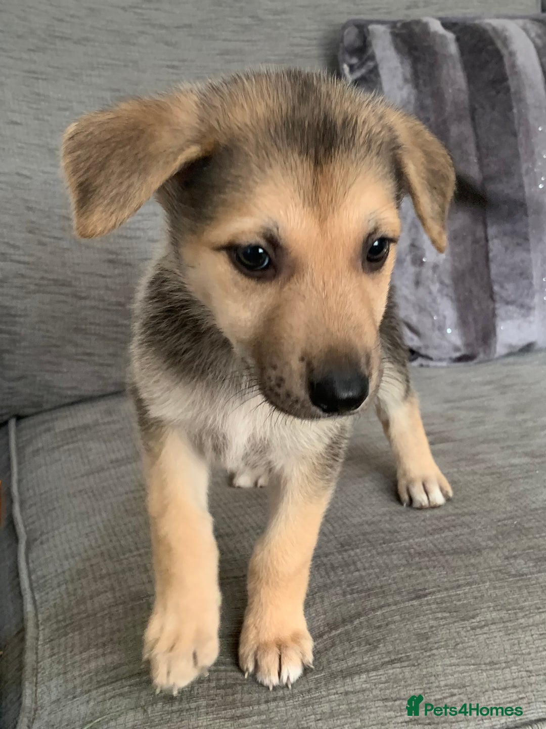 Shepsky dogs for sale: 2 beautiful Shepski puppies for sale  - Image 10