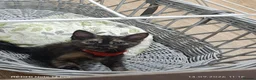 Mixed Breed cats for sale: Four girls. - Advert 8