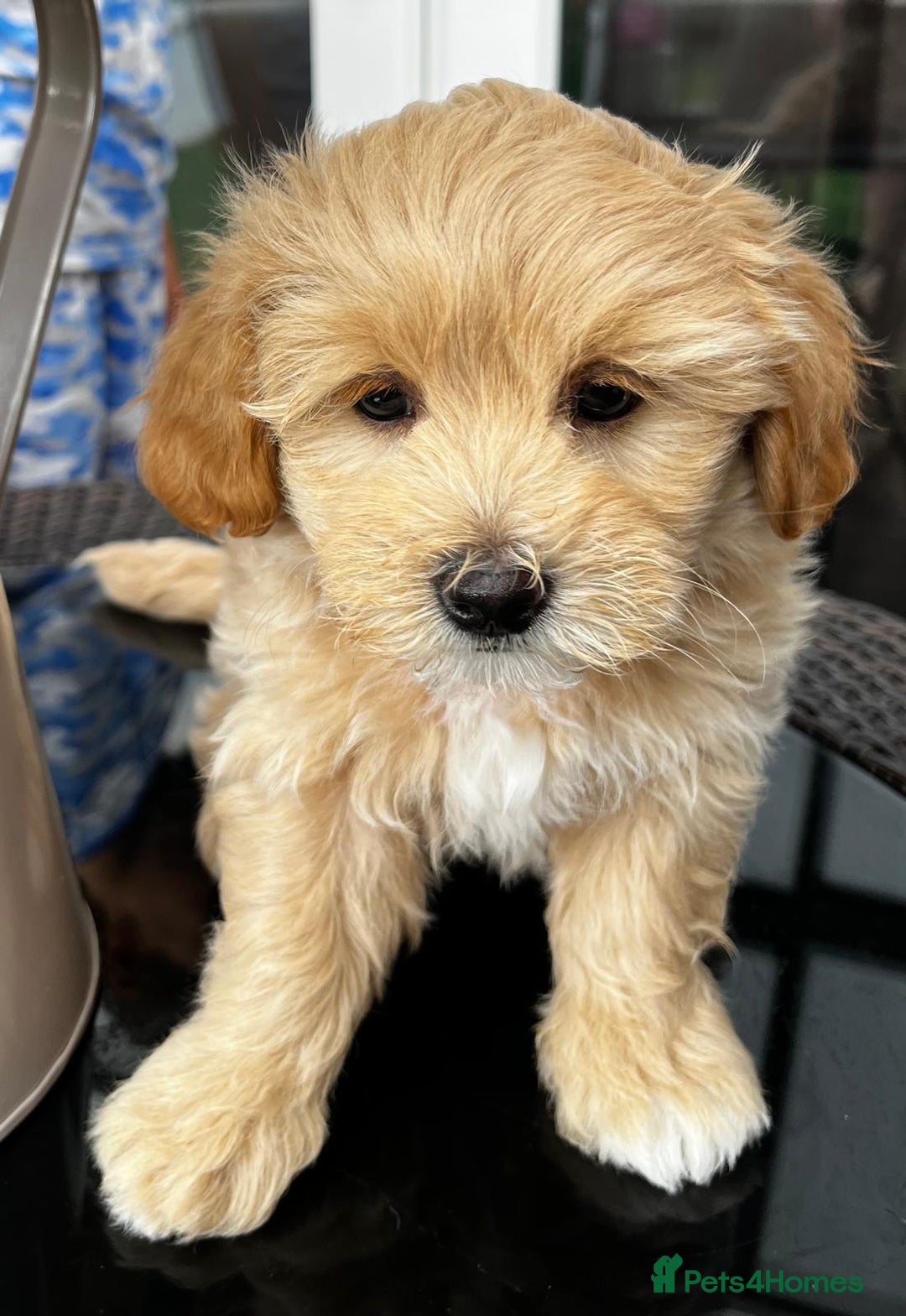 Maltipoo dogs for sale: Adorable Maltipoo  - Image 30