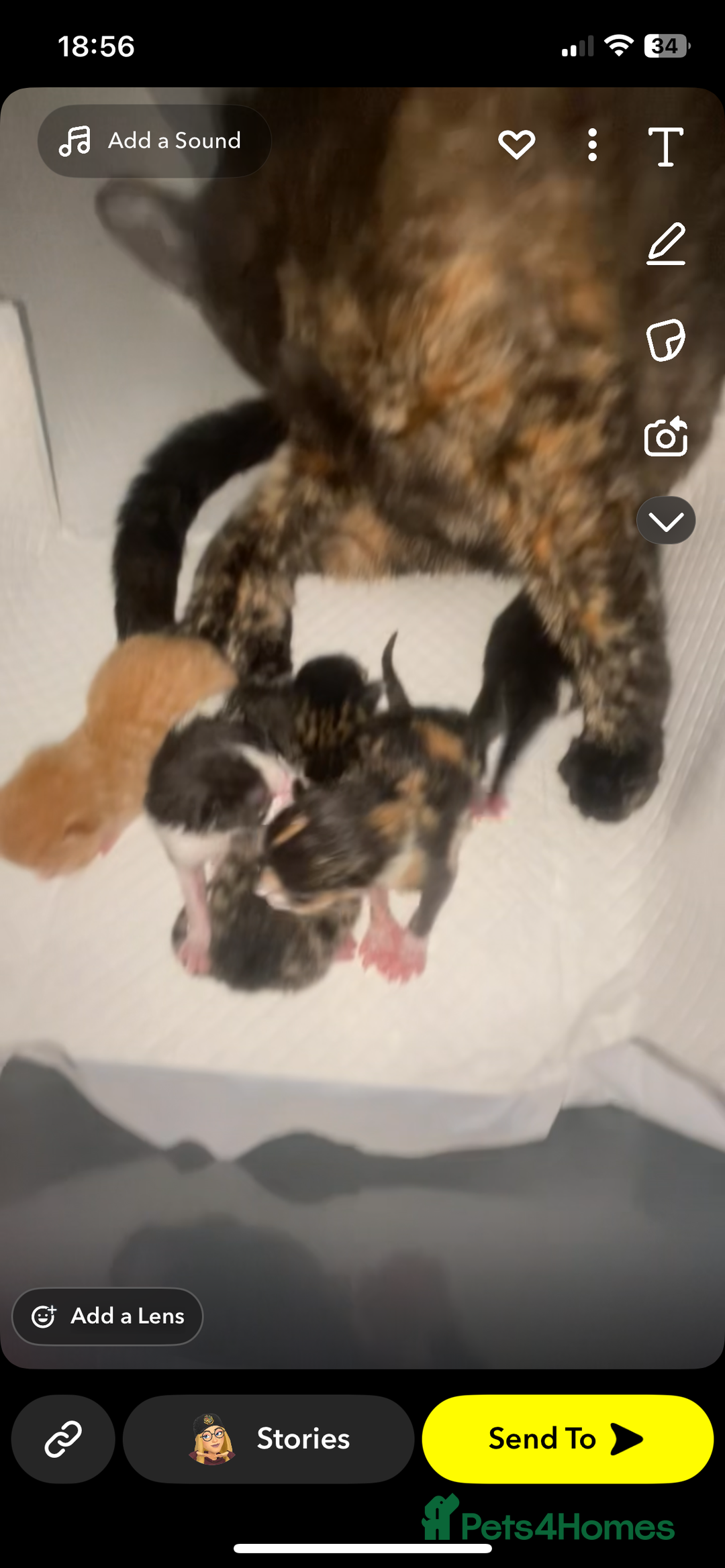 Mixed Breed cats for sale: female kitten  - Image 9