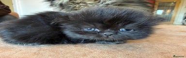 Persian Kitten - Black Male