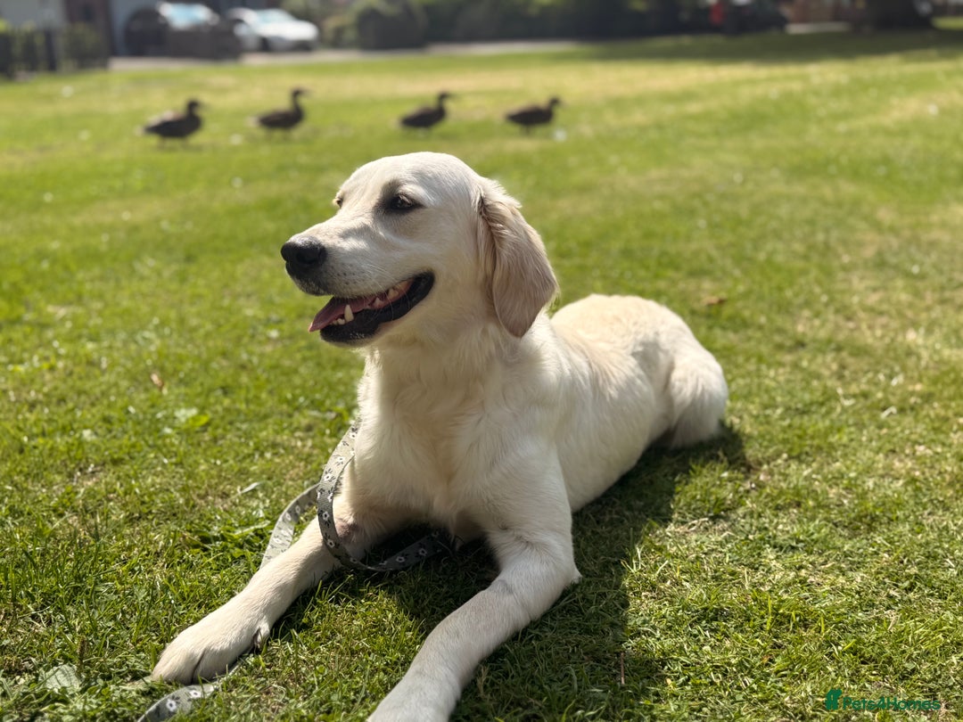 Golden Retriever dogs for sale: ✨ Champion line KC registered Old English cream ✨ - Advert 2