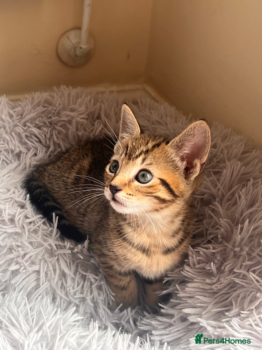 Toyger cats for sale: Adorable kitten  - Image 26