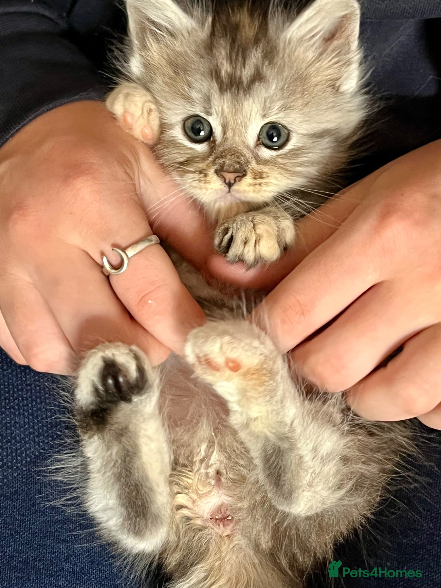 Maine Coon cats Pure Maine Coon Kittens - Advert 12