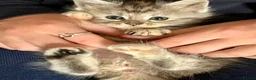 Maine Coon cats for sale: Pure Maine Coon Kittens - Advert 9
