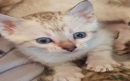 Bengal cats for sale: Pure Bengal kittens for sale - Image 4