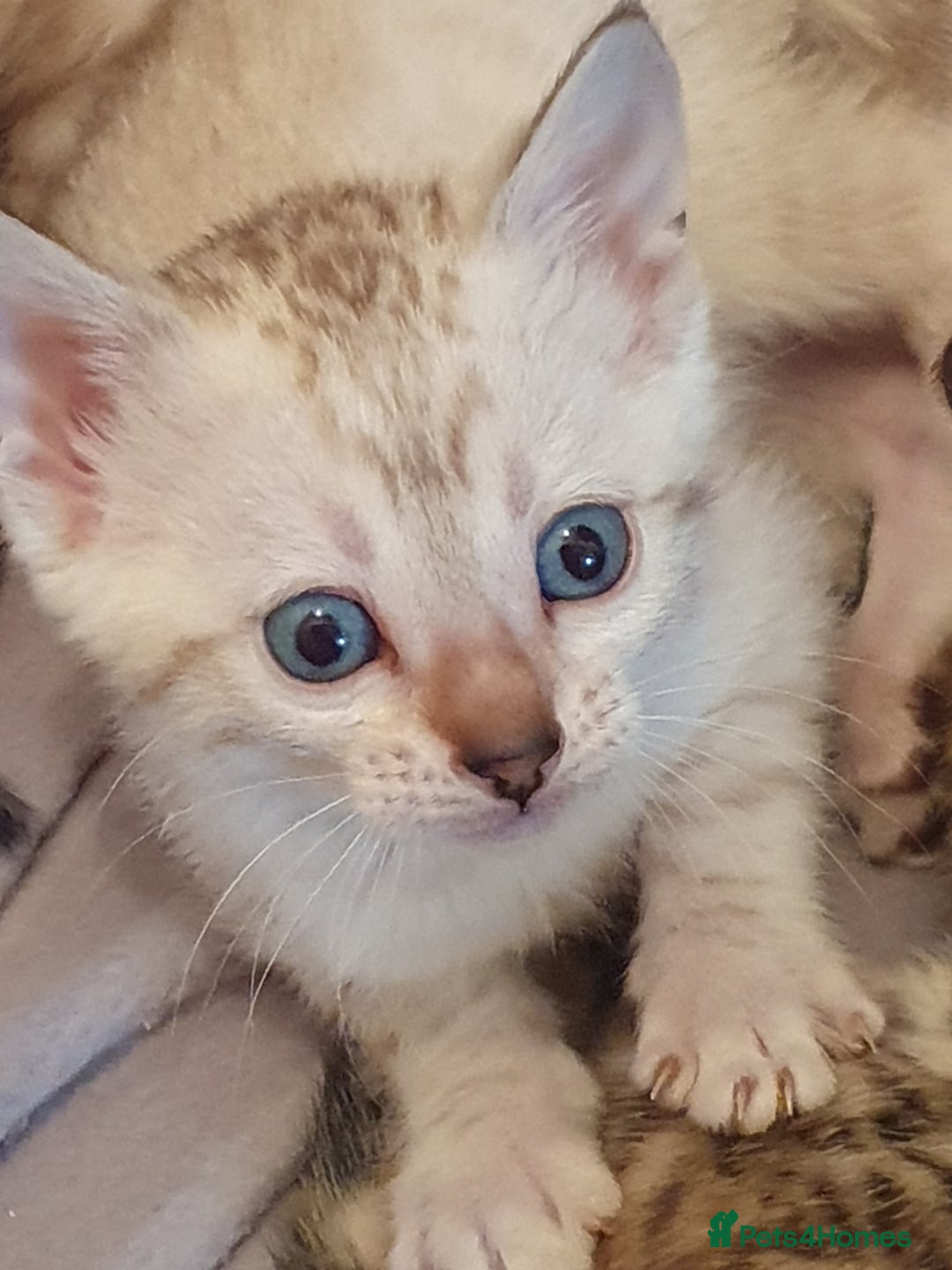 Bengal cats for sale: Pure Bengal kittens for sale - Image 4