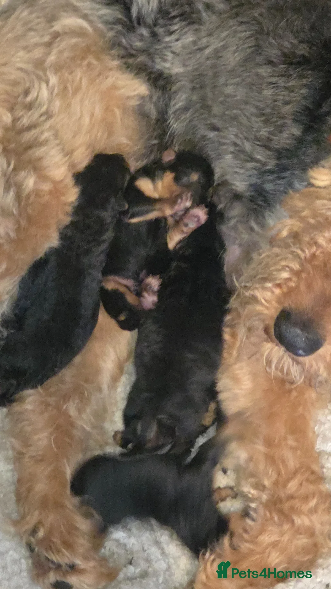 Airedale Terrier dogs for sale: Airdale terror puppies in Leeds - Advert 2