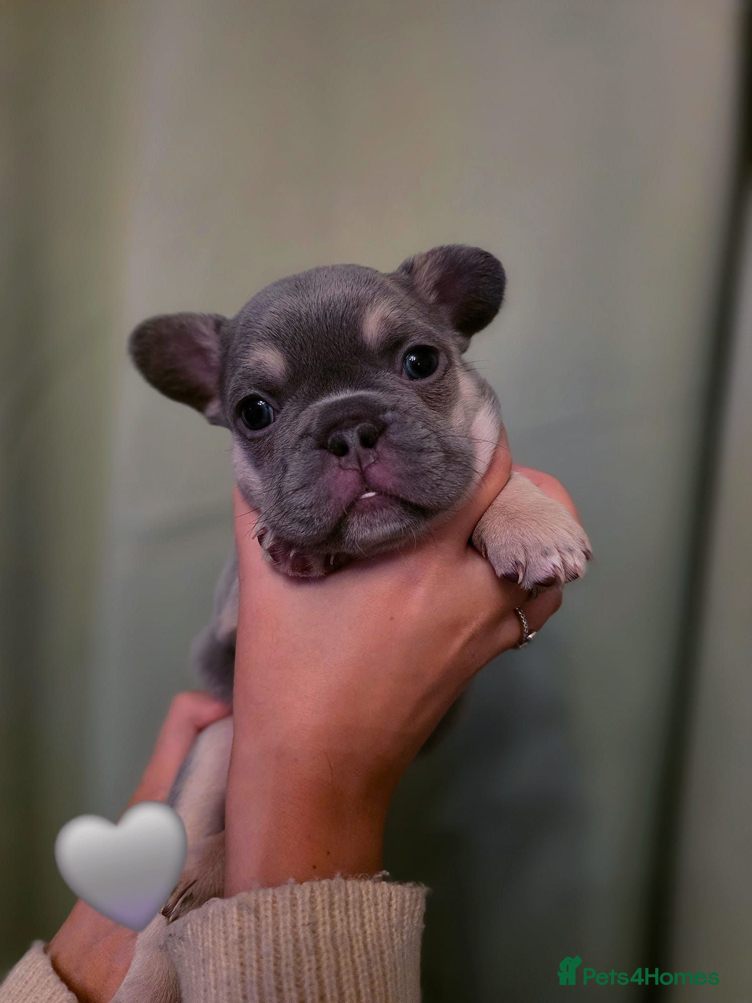 French Bulldog dogs French Bulldog Puppies - Advert 5