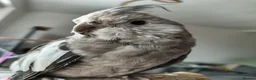 Cockatiels birds for sale: Male cockatiel  - Advert 7