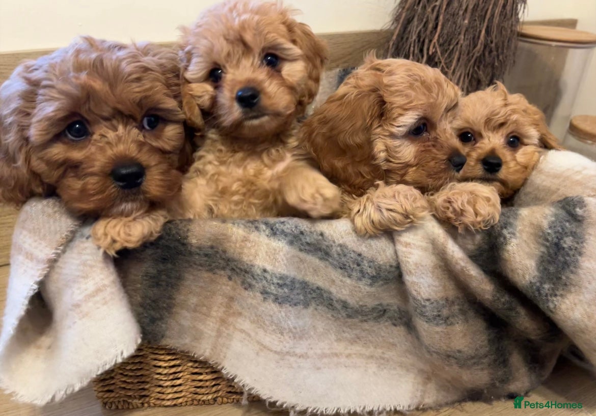 Cavapoo dogs Stunning Cavapoo Puppies - Advert 7