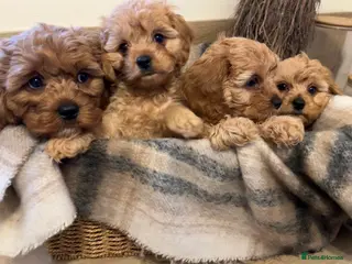 Cavapoo dogs Stunning Cavapoo Puppies - Advert 7