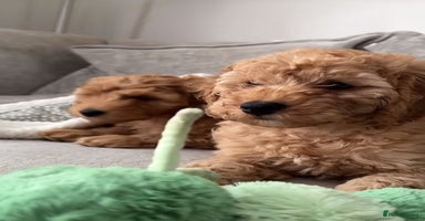 Cavapoo dogs - Advert 11