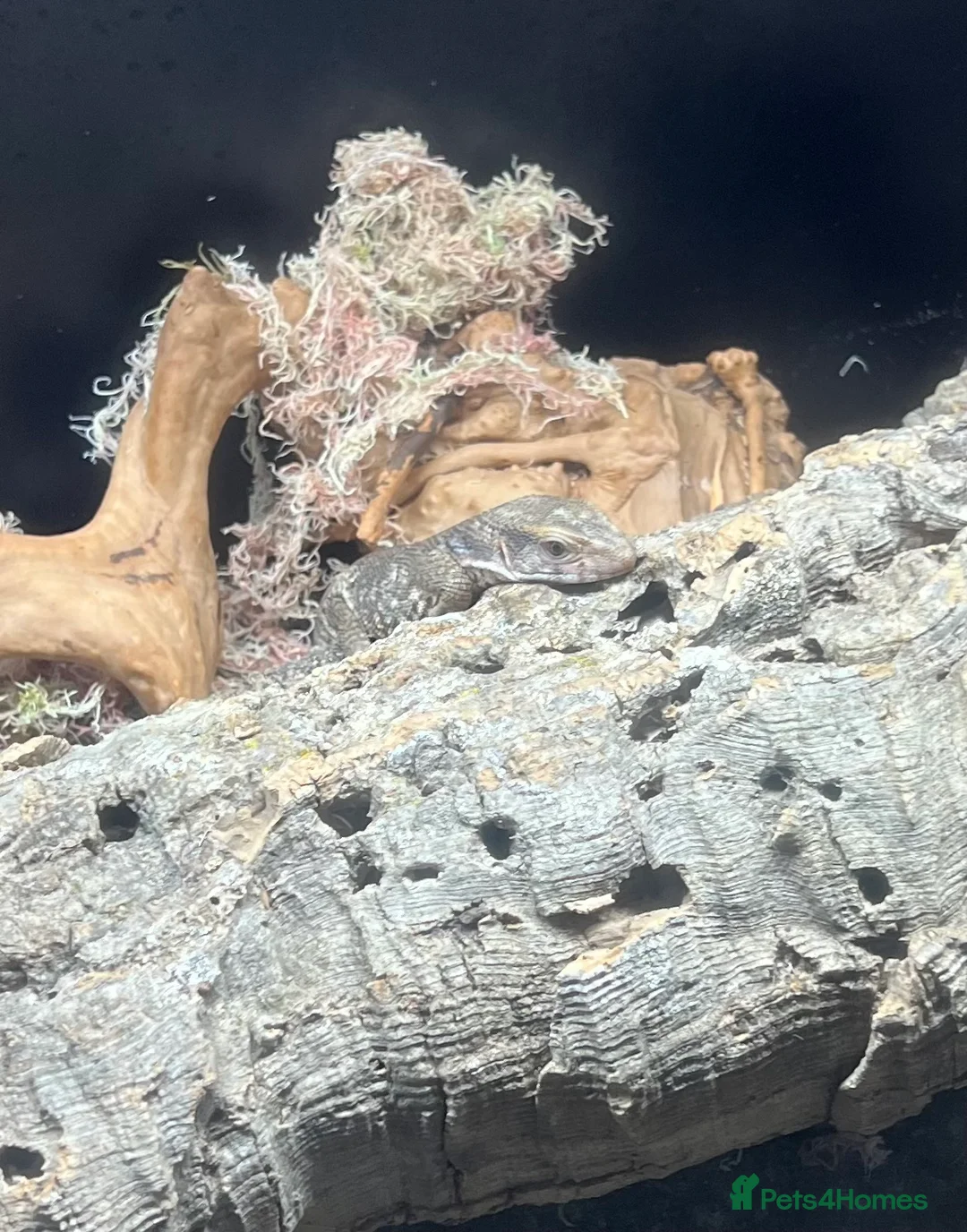 Monitor reptiles for sale: Savanna/bosc monitor  - Advert 6