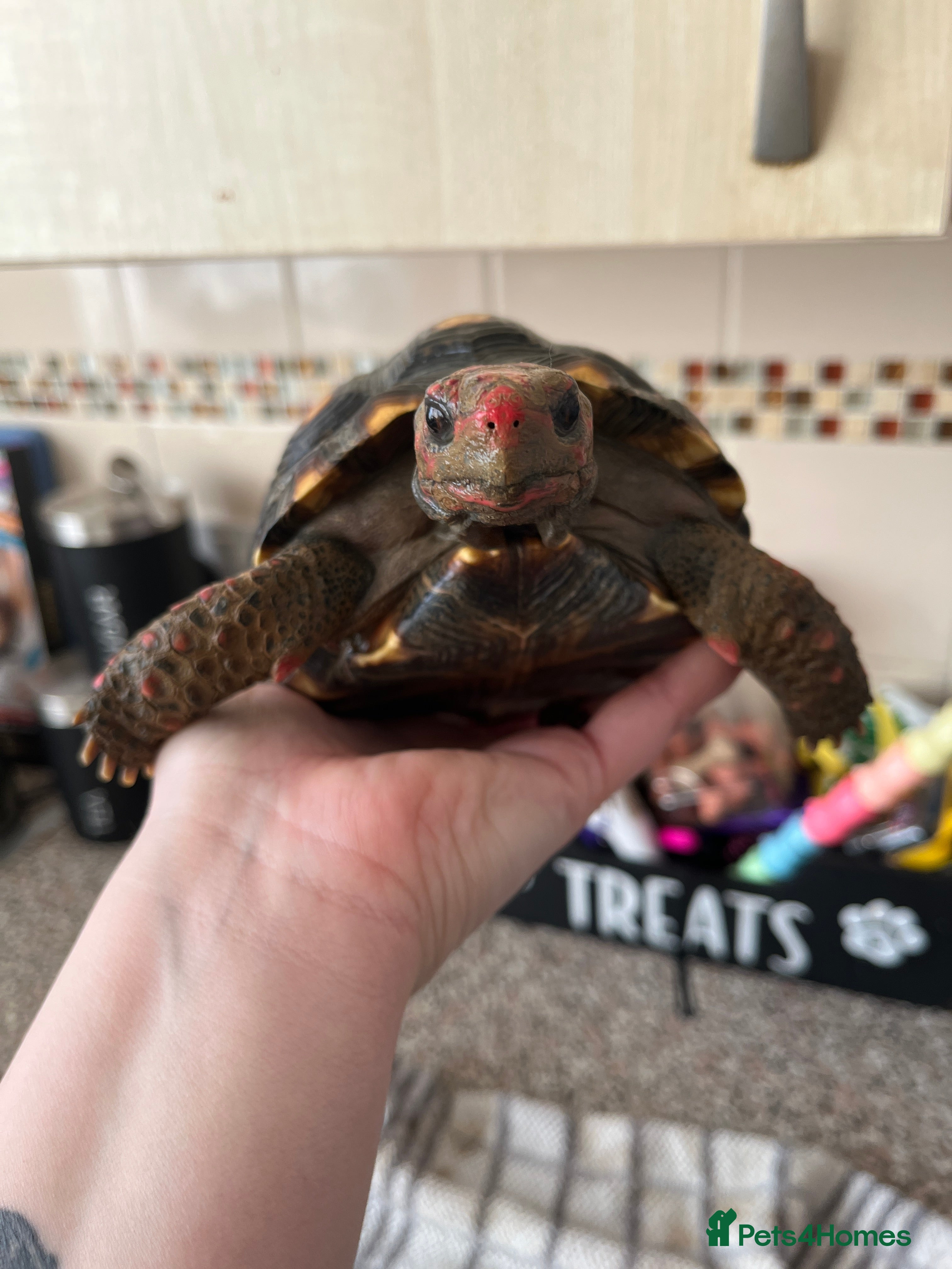 Tortoise reptiles Female Cherry Head Tortoise  - Advert 1