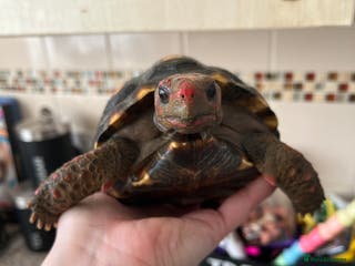 Tortoise reptiles Female Cherry Head Tortoise - Advert 3