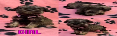 Miniature Schnauzer 5