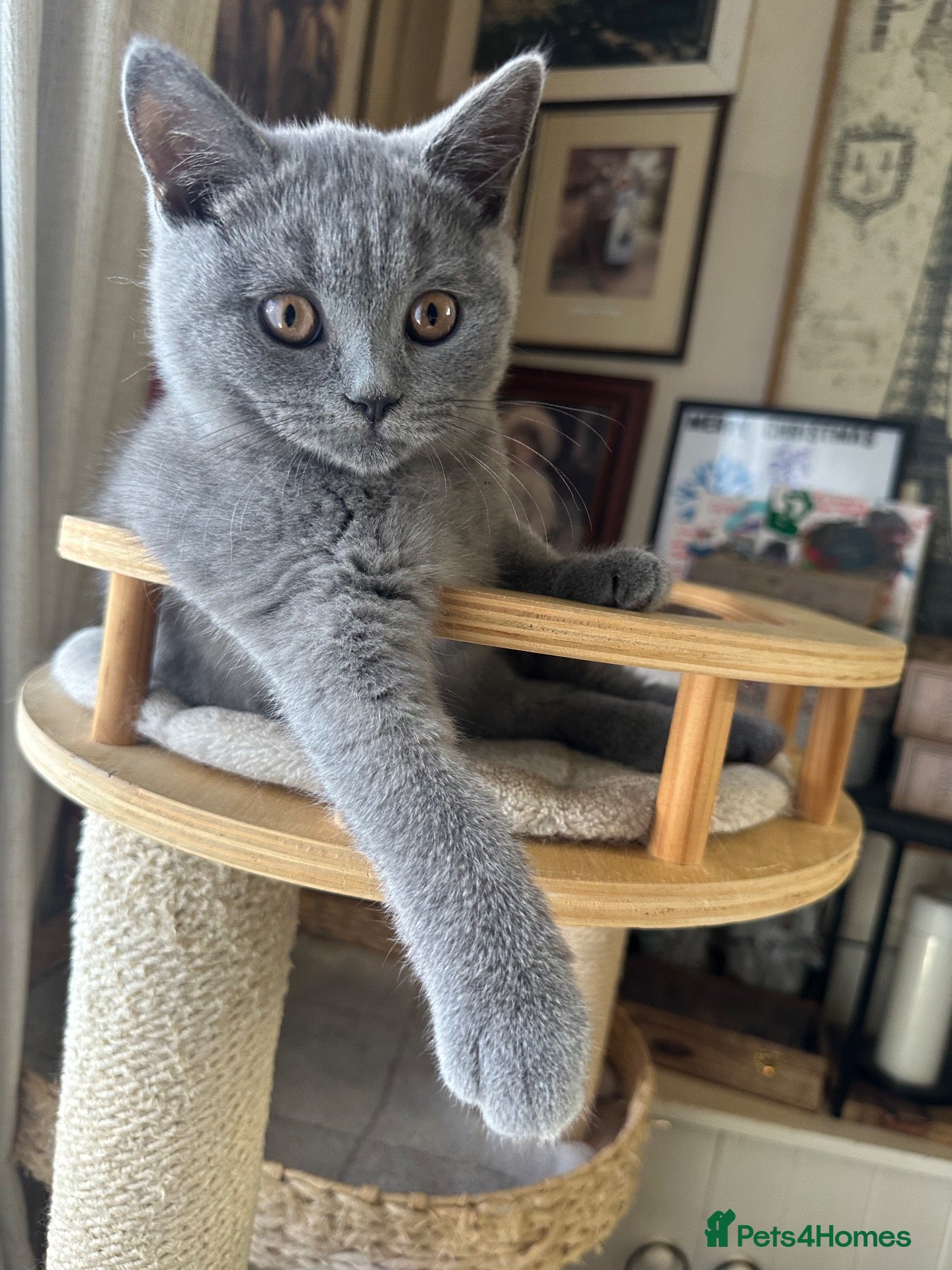 British Shorthair cats Pure Pedigree GCCF-Registered kittens  - Advert 2