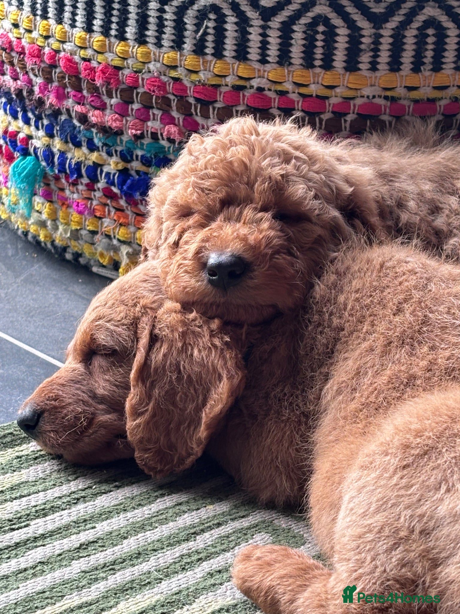 Labradoodle dogs Medium sized F1b Labradoodles  - Advert 5