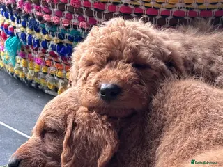 Labradoodle dogs Medium sized F1b Labradoodles - Advert 15