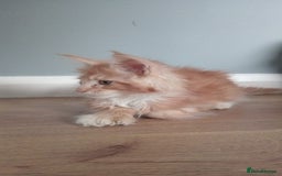 Maine Coon cats for sale: 4 boys for sale - Image 8