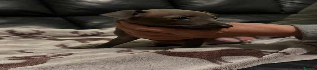 Italian Greyhound Puppy 3