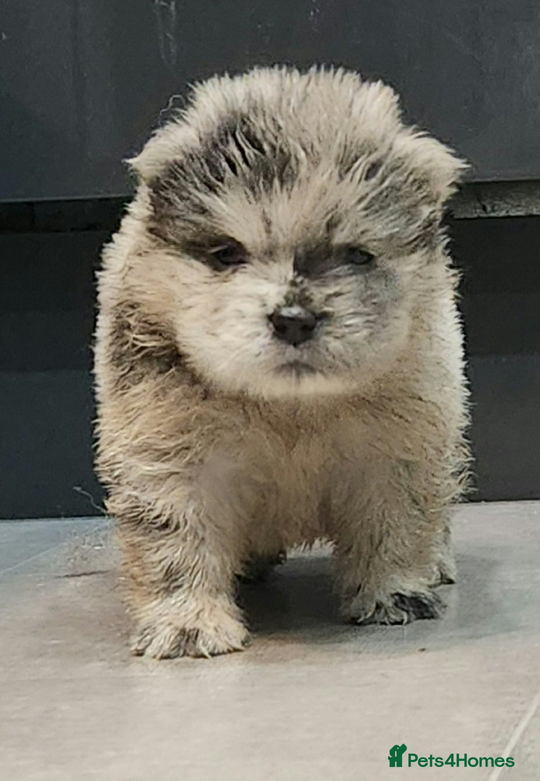 Chow Chow dogs for sale: Chow chow pedigree pups - Advert 12