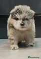 Chow Chow Puppy 1