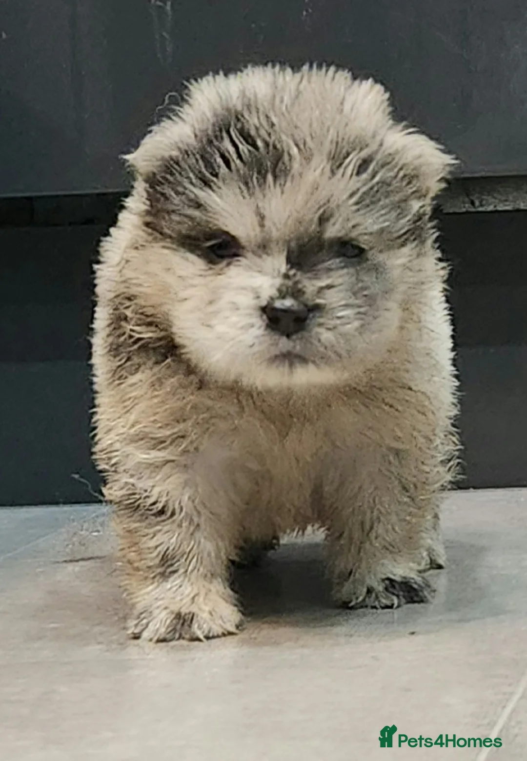 Chow Chow dogs for sale: Chow chow pedigree pups REDUCED!! - Advert 22