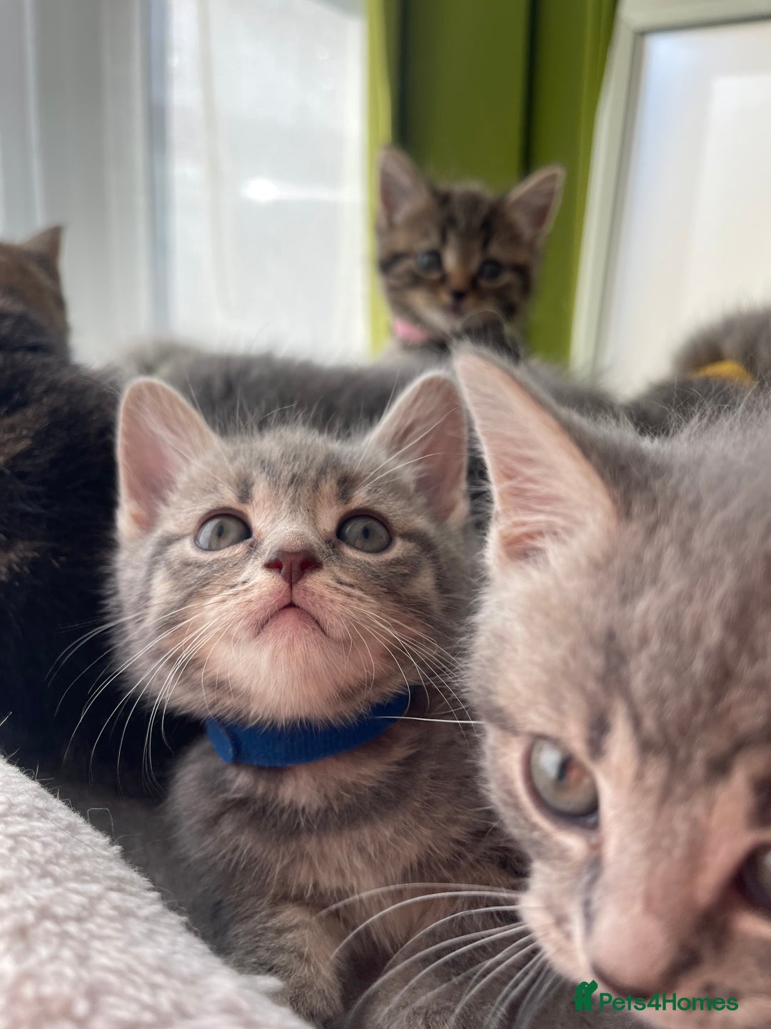 British Shorthair cats for sale: Beautiful kittens❤️ - Image 14