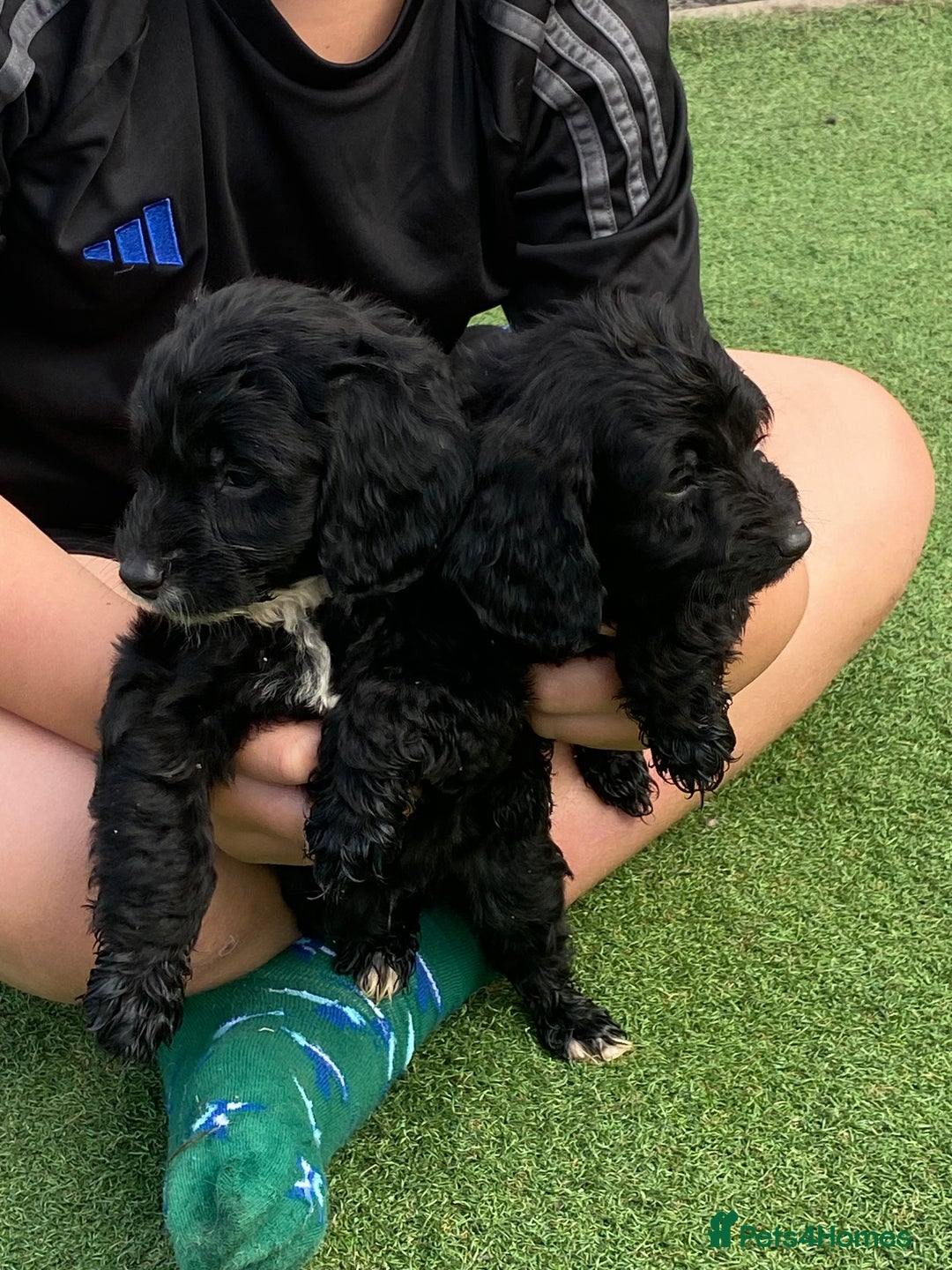 Cockapoo dogs for sale: Cockapoo puppy’s boys/girls - Image 11