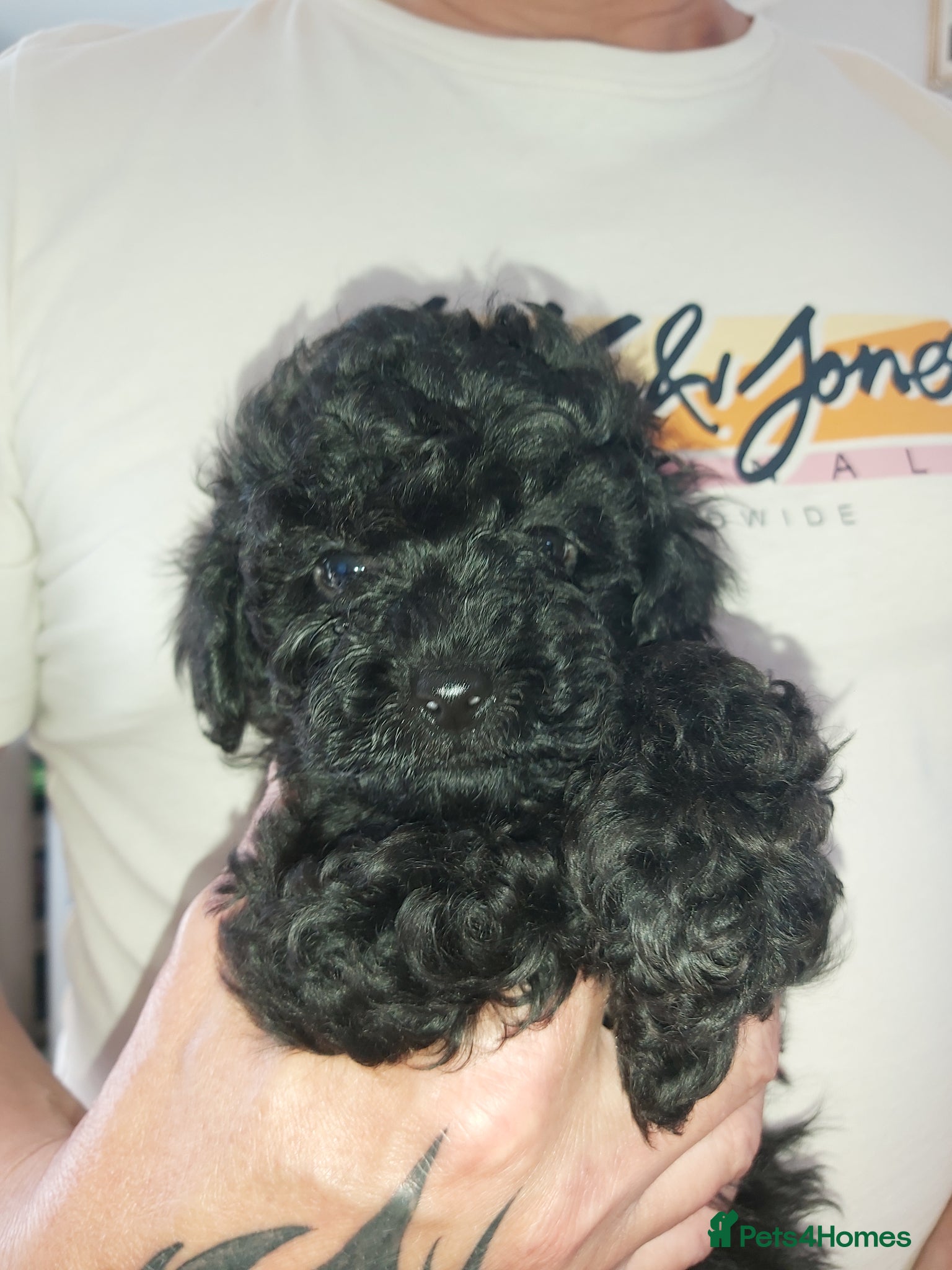 Toy Poodle dogs 1 female  toy poodle pup - Advert 8