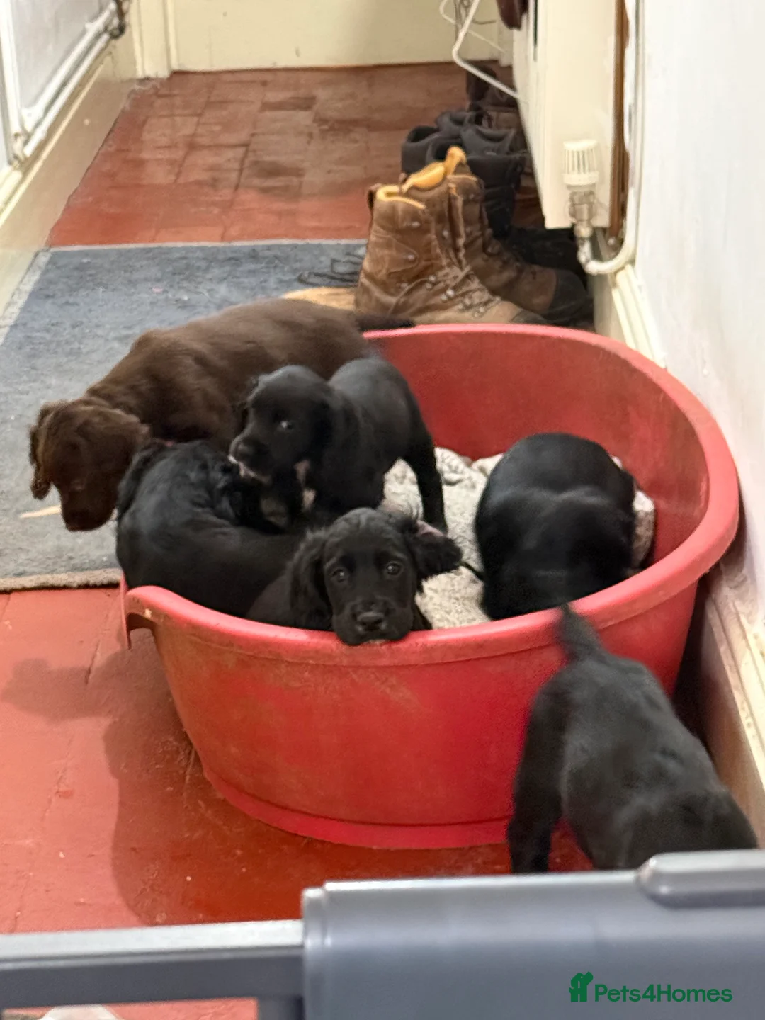 Cocker Spaniel dogs for sale: Working Cocker Spaniels - Advert 7