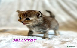 Persian cats for sale: Absolutely Stunning litter of Persian/Ragdolls - Image 27