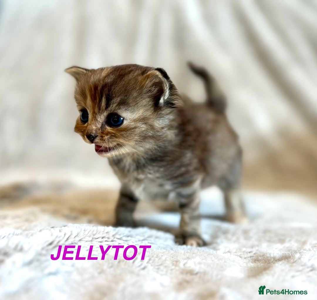 Persian cats for sale: Absolutely Stunning litter of Persian/Ragdolls - Image 27