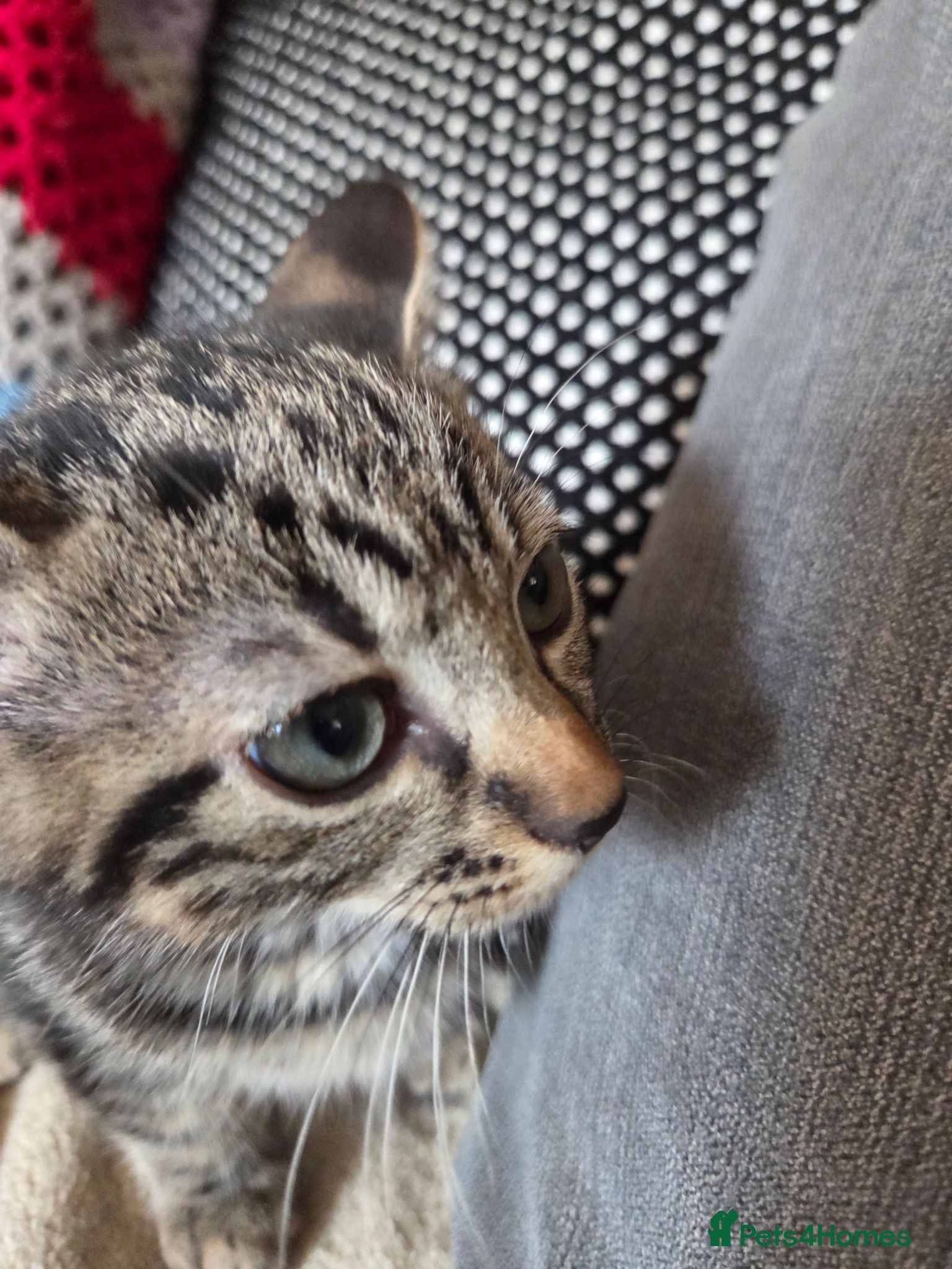Mixed Breed cats Kittens for sale  - Advert 3