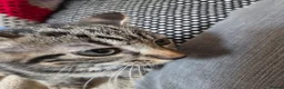 Mixed Breed cats for sale: Kittens for sale  in Dalkeith - Advert 1