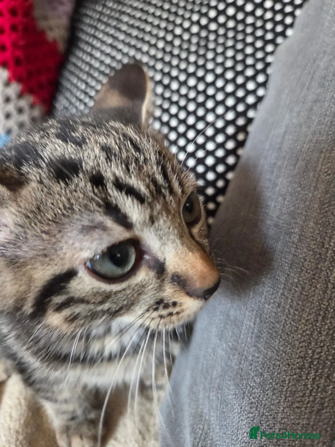 Mixed Breed cats for sale: Kittens for sale  in Dalkeith - Advert 1