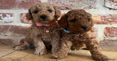 Toy Poodle dogs - Advert 6
