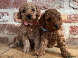 Toy Poodle dogs - Advert 4