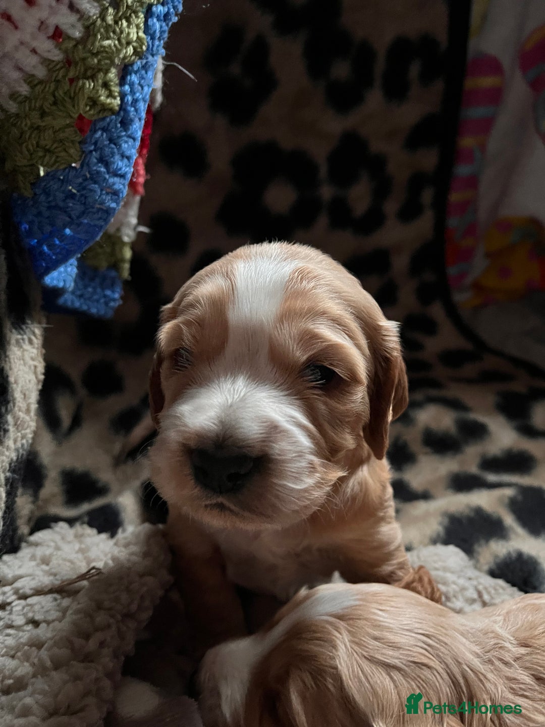 Cockapoo dogs for sale: Cocker spaniel/Cockapoo Pups - Advert 12