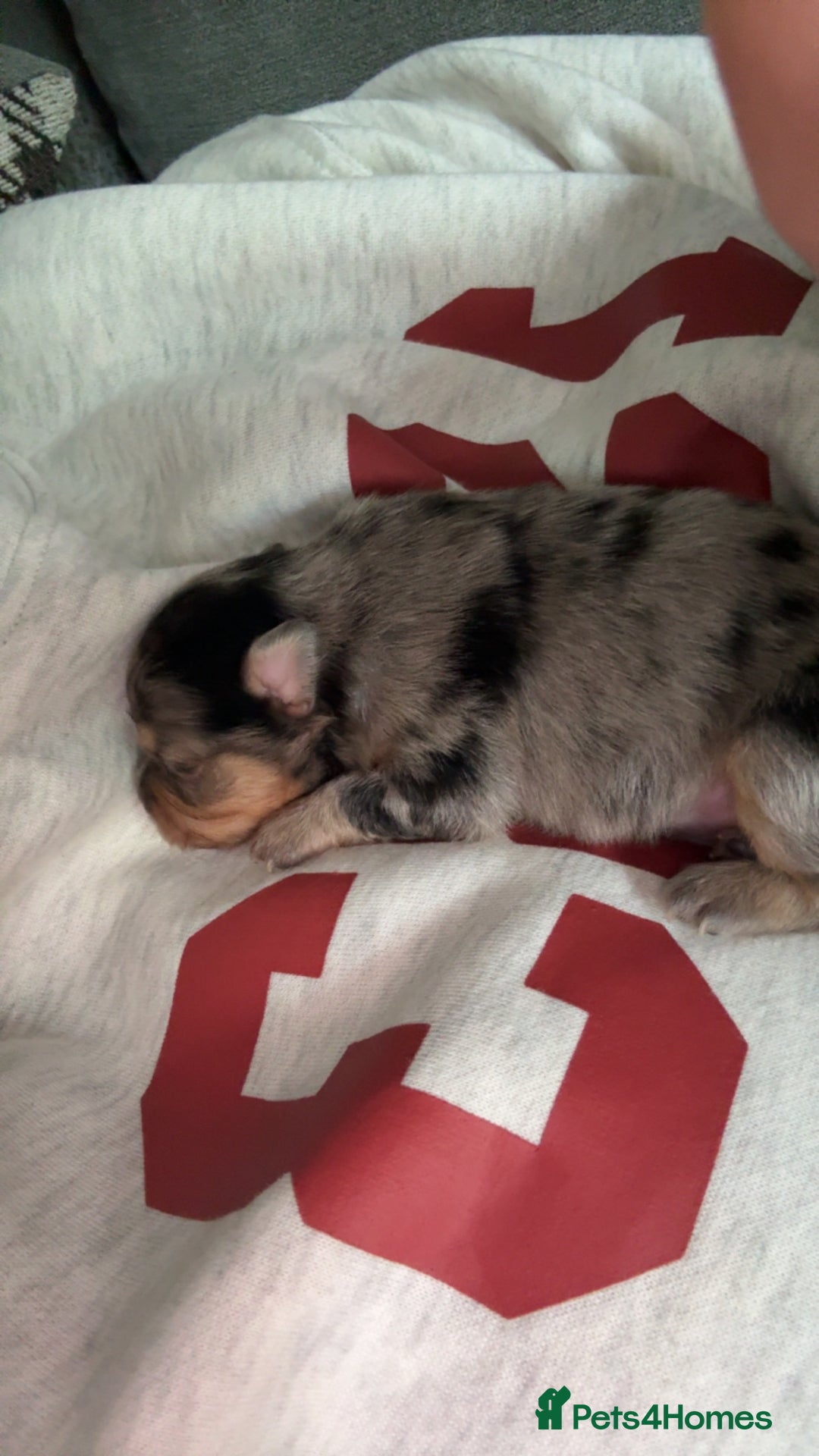 Pomchi dogs for sale: Pomchi puppies 😍 - Advert 13