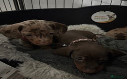 Dachshund dogs for sale: Beautiful litter of dachshund puppies … ONE  LEFT  - Image 11