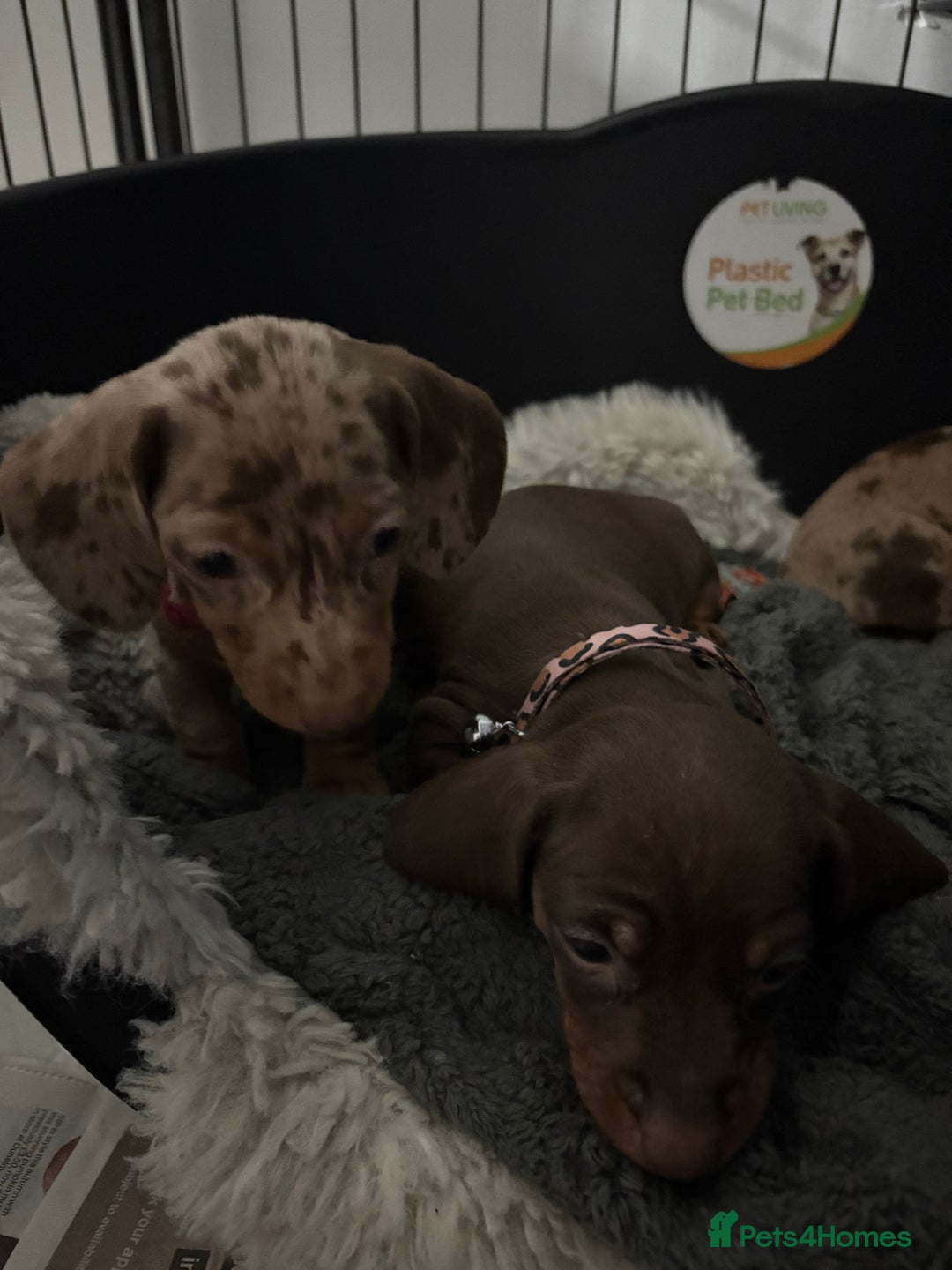 Dachshund dogs for sale: Beautiful litter of dachshund puppies … ONE  LEFT  - Image 11